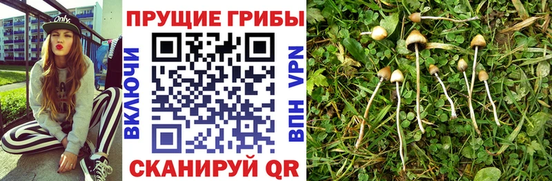 Купить закладки  Хвалынск  Псилоцибиновые грибы ЛСД 